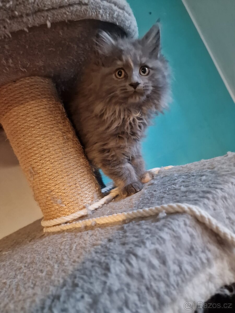 Mainská mývalí bez PP