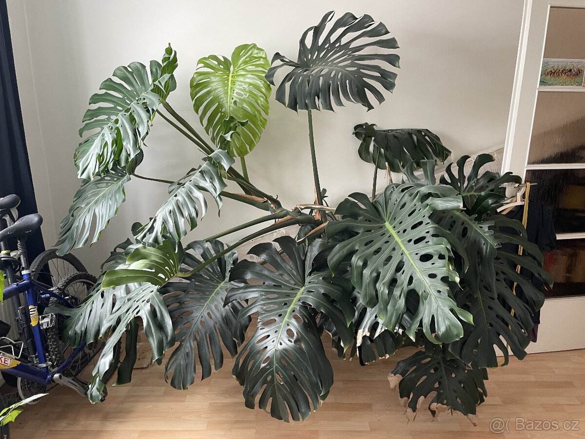 Monstera 2x2m