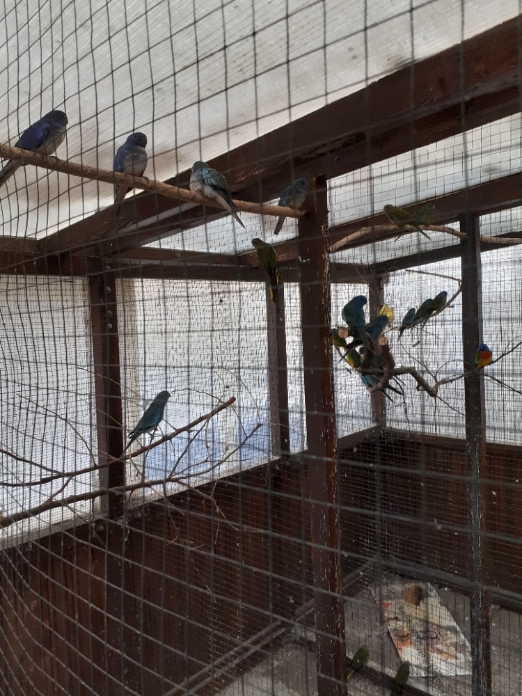 Neoféma modrohlavá