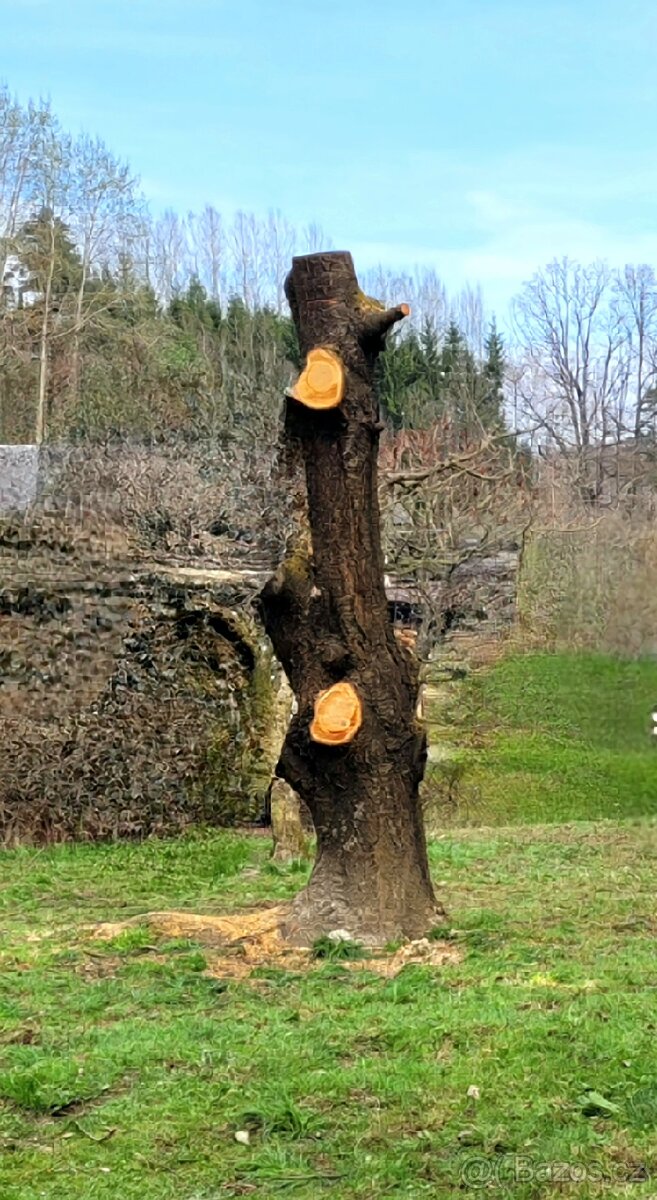 Kmen třešně
