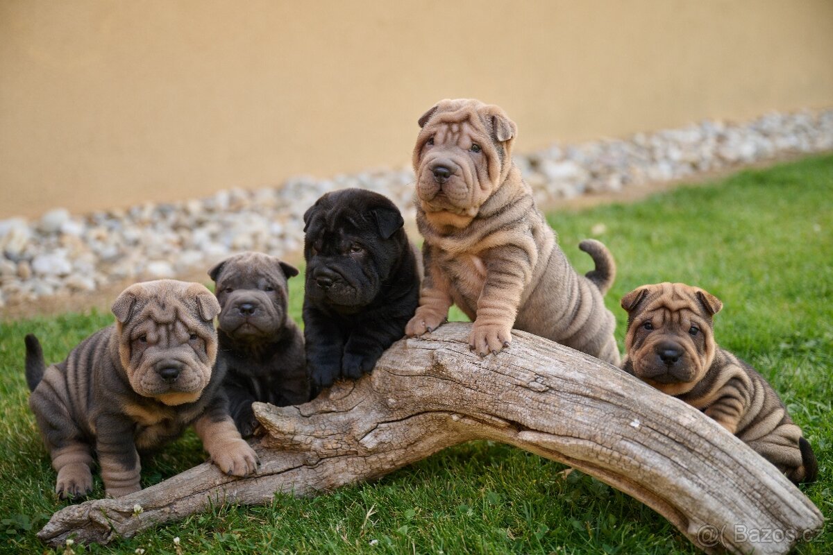 šarpej sharpei