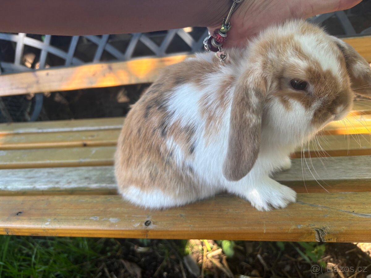 Mláďata zakrslý beran - Minilop