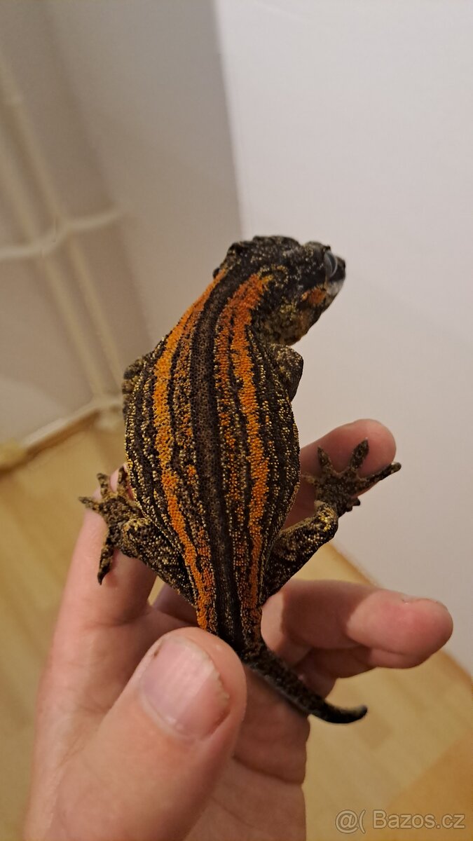 Pagekon Hrbolkohlavý (Rhacodactylus auriculatus)