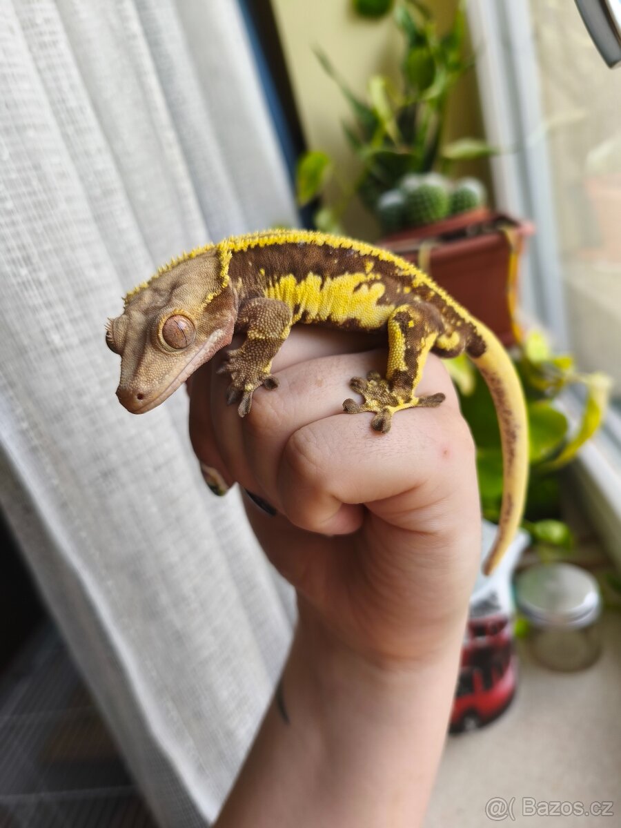 Pagekon řasnatý 1.0 LW