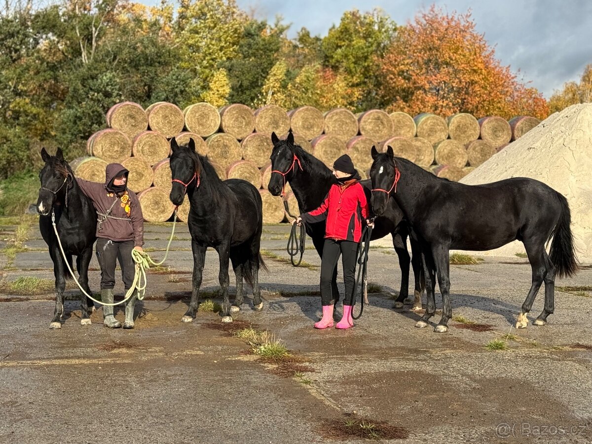Karačájevský kůň