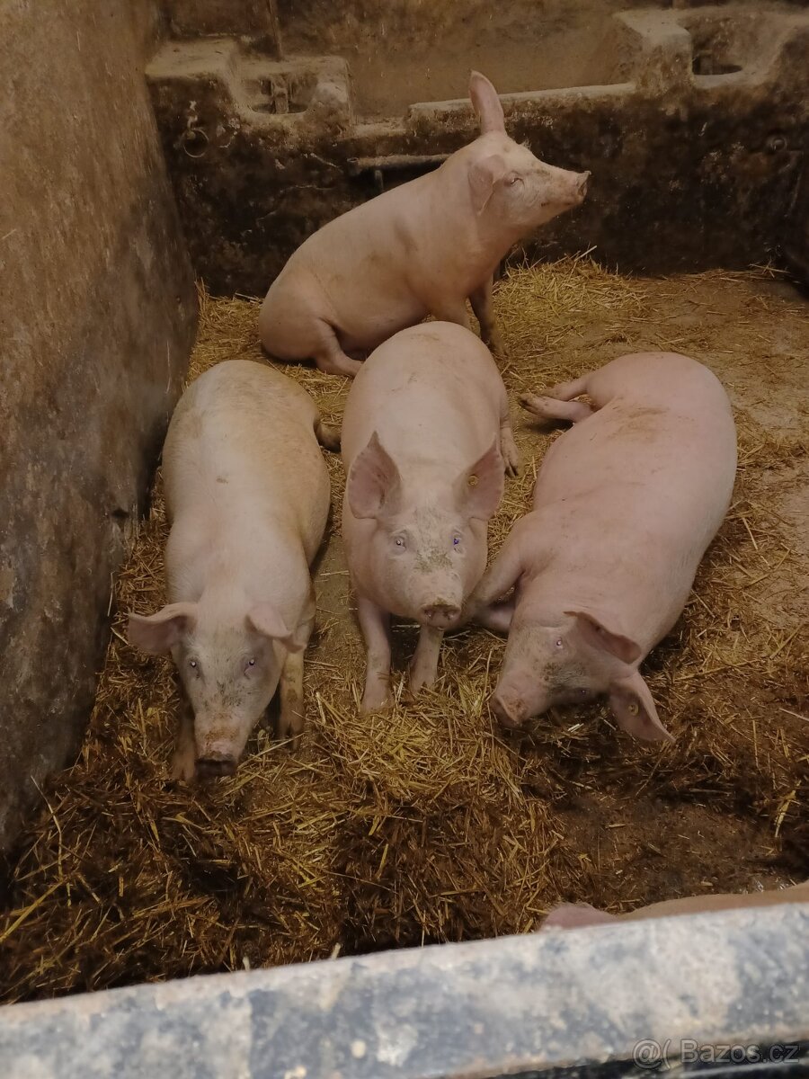 Prodám vykrmená prasata