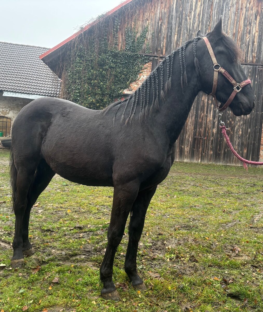 Hřebeček Barock Pinto