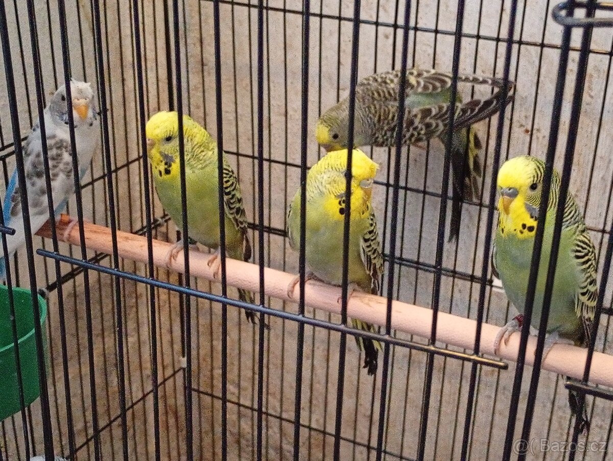 Hagoromo, blackwings