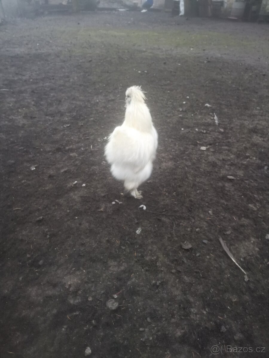 Prodám kohouty Brahmanka a Hedvábnička