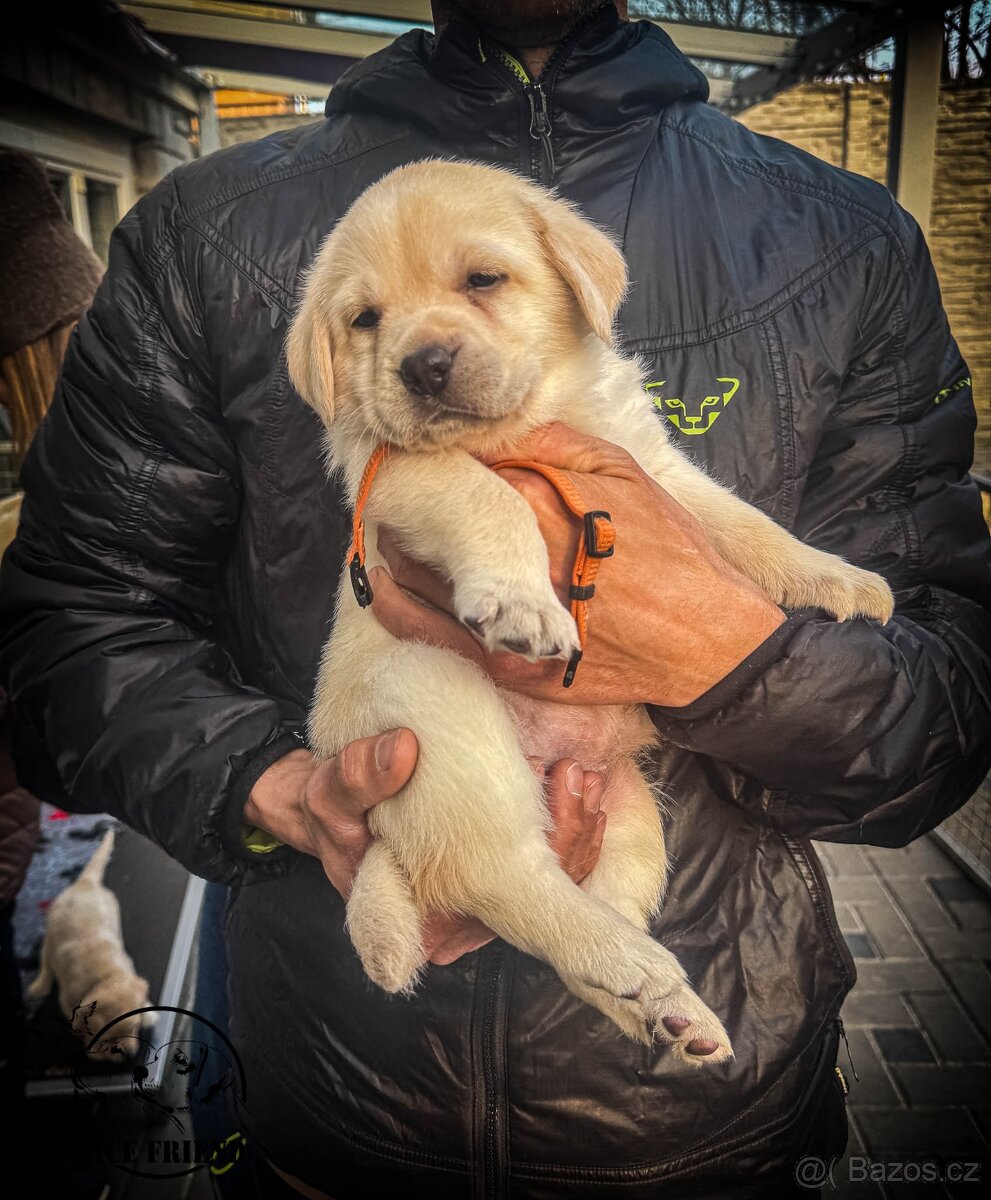 Štěně - labrador s PP