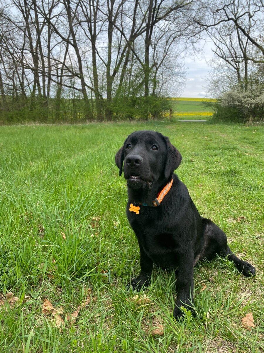 Štěně labradorského retrívra