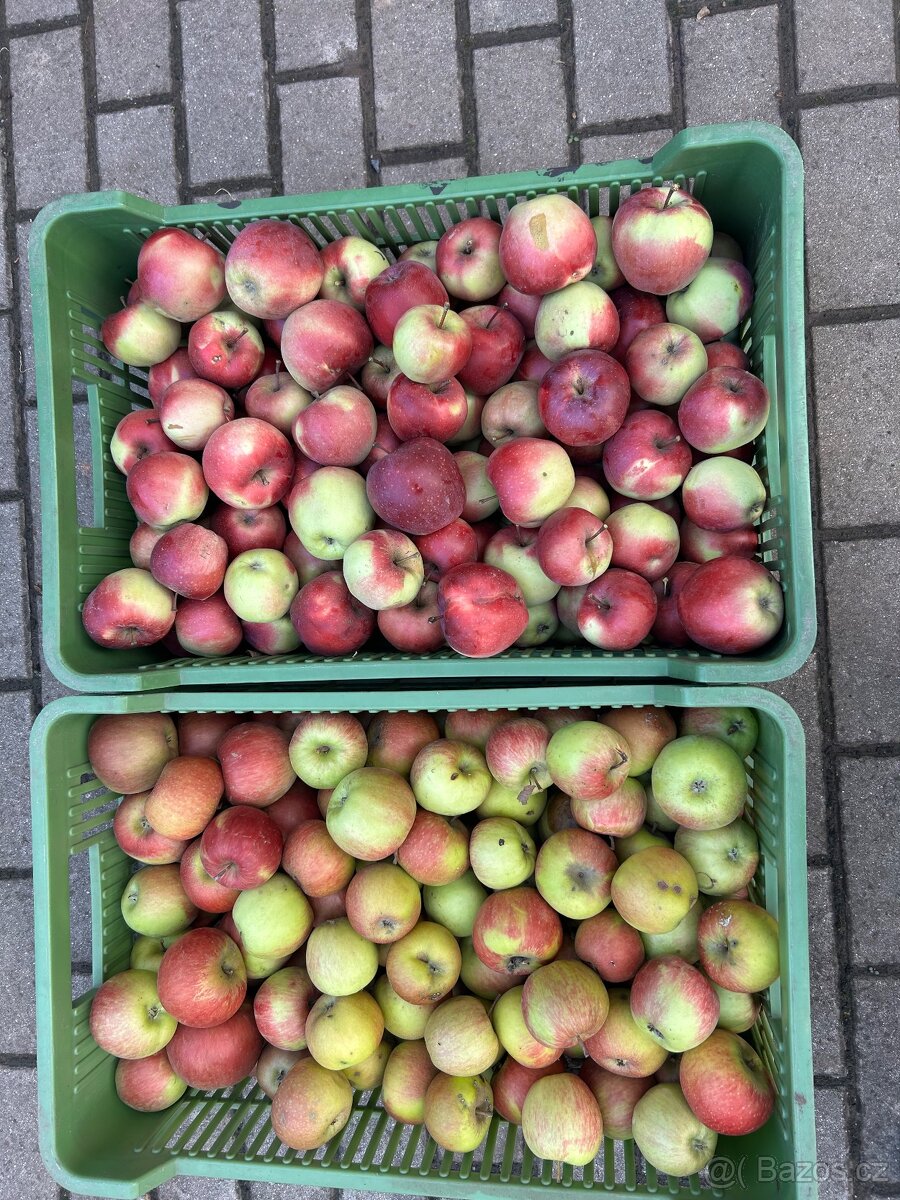 Jablka na uskladnění