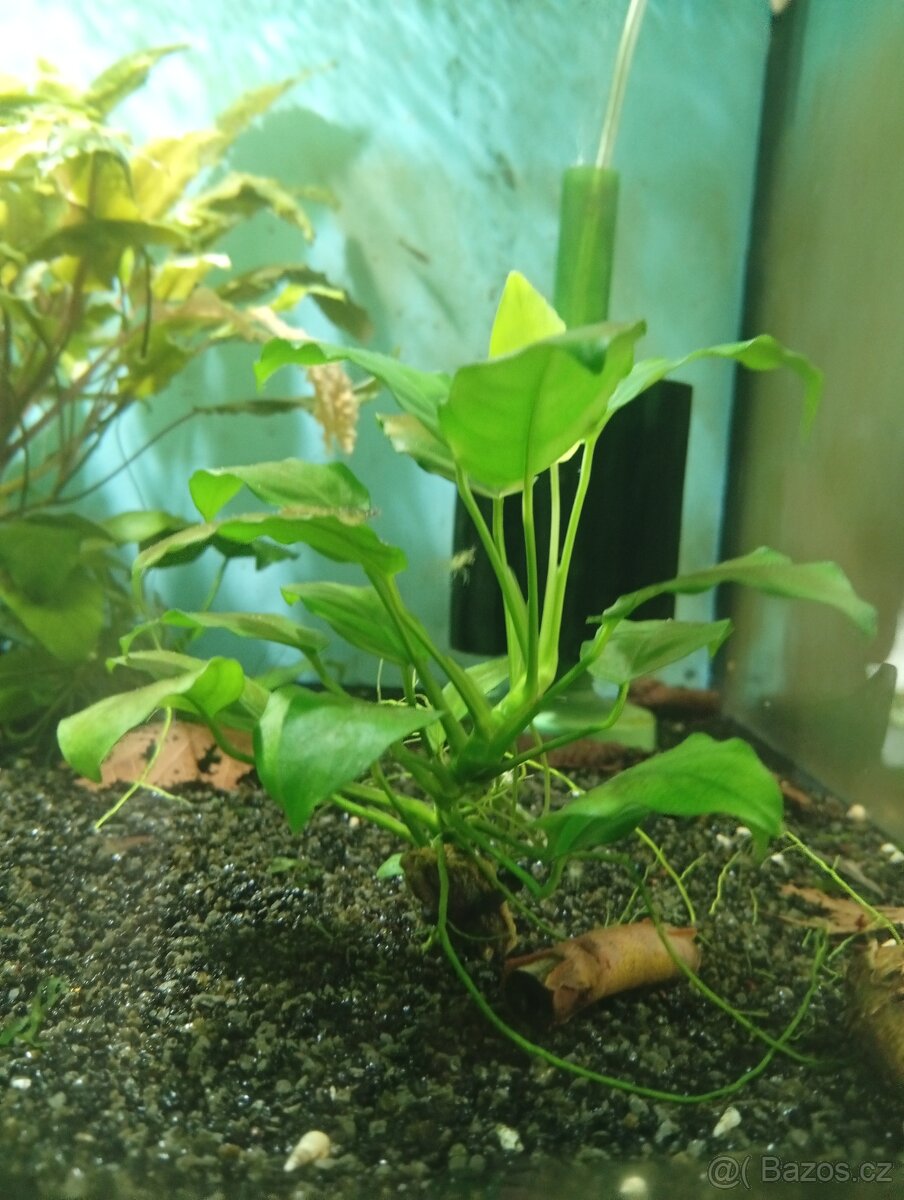 Prodám přebytky akvarijních rostlin
