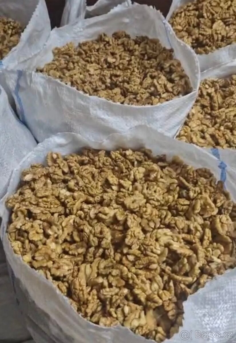 VLAŠSKÉ OŘECHY 2025