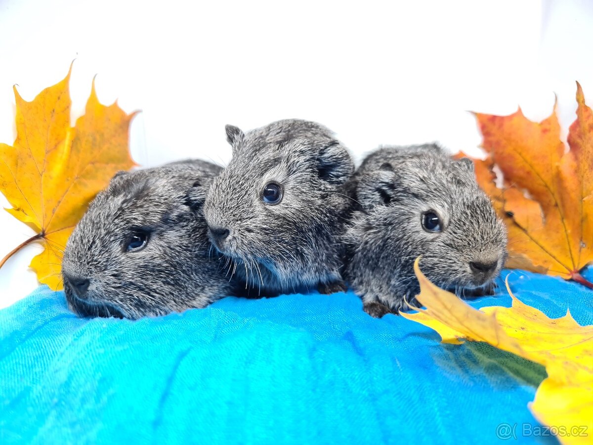 Morčata s pp, holcicky, jiz k odberu