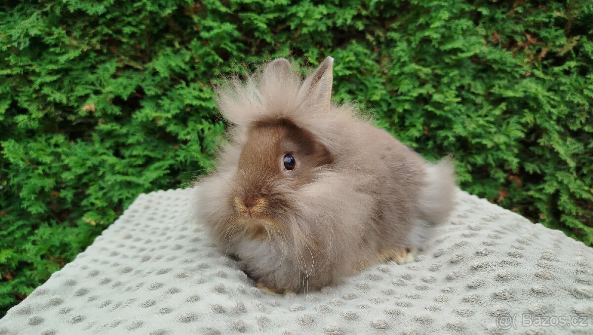 Zakrslý králík, králíček -(lvíček)-NATANIEL