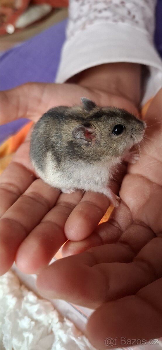 Křeček džungarský