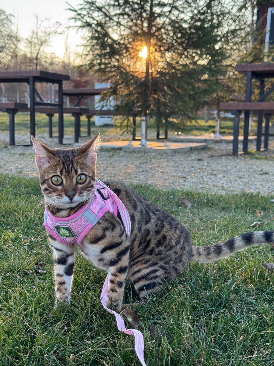 Prodám bengálskou kočku