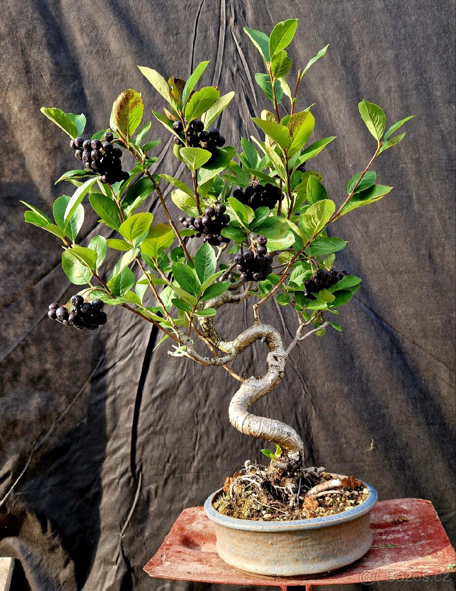 Bonsai, Bonsaj -1