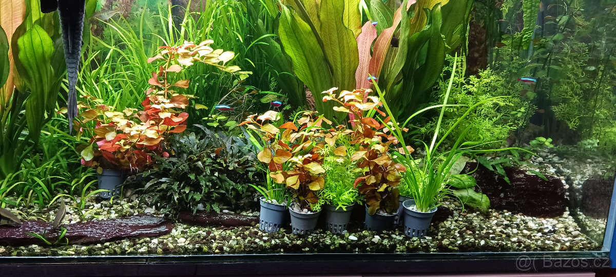 akvarijní rostlinky
