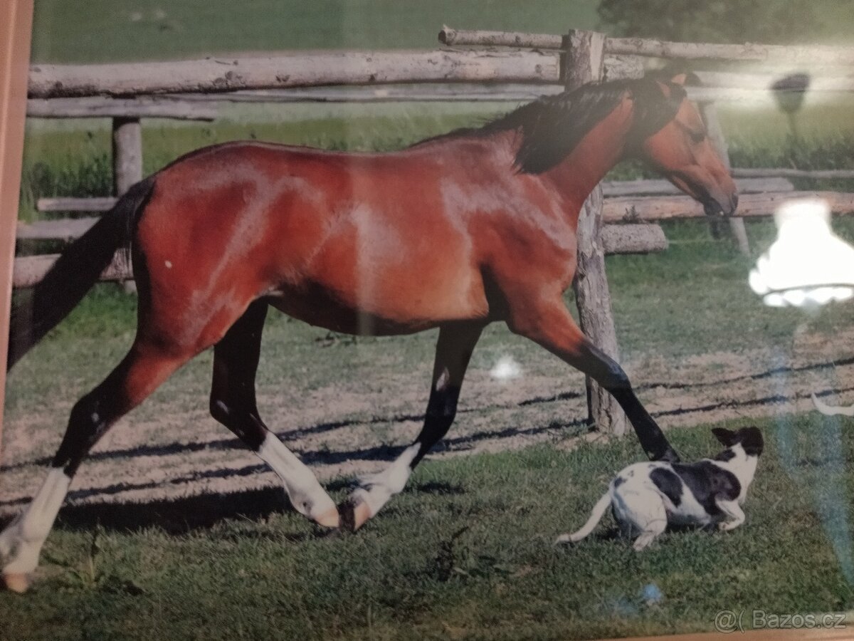 Pronájem pony