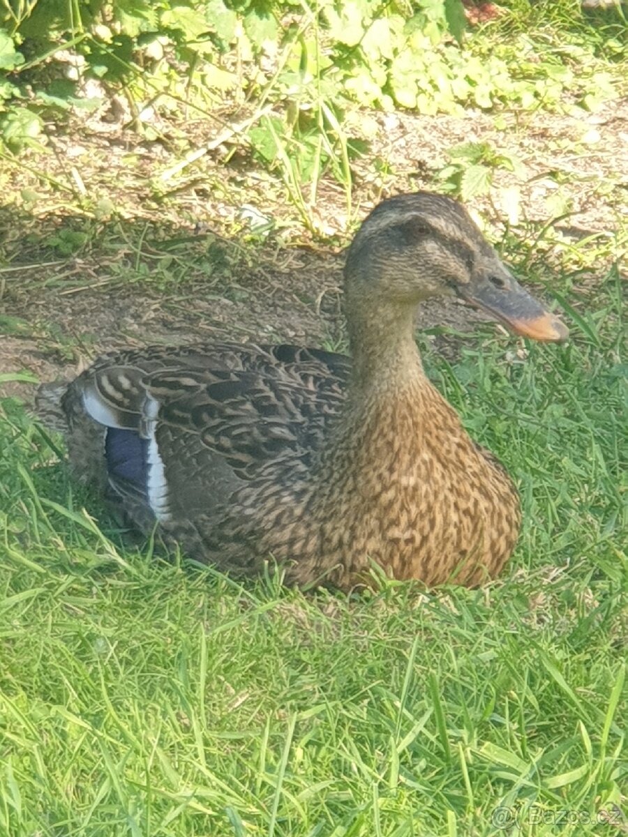 Indický běžec