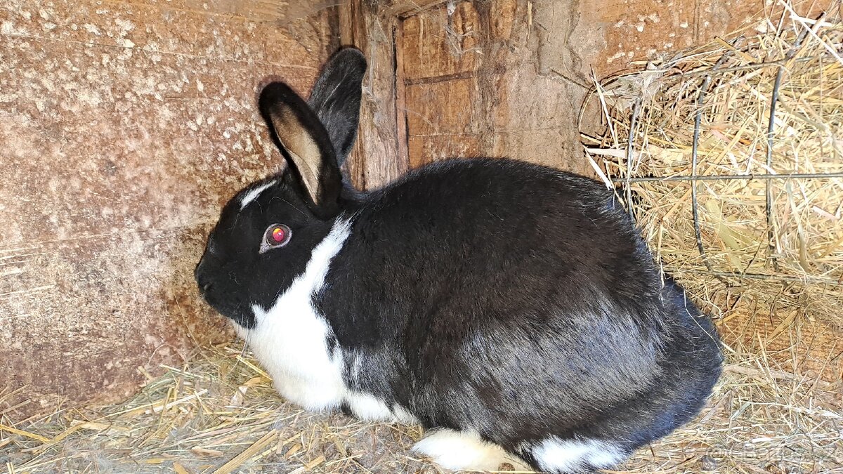 Králíci