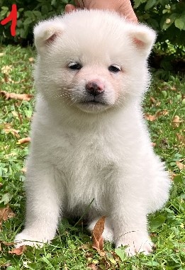 Akita Inu s PP