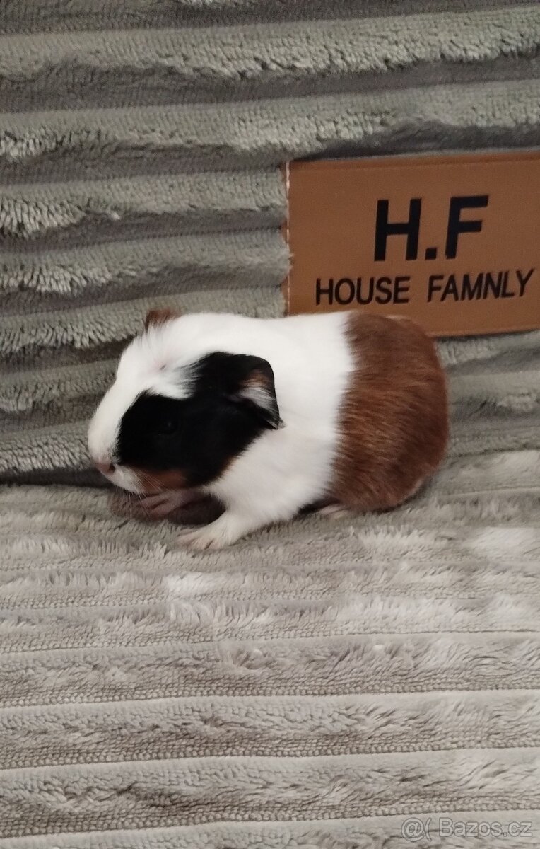 Dlouhosrste morčátko