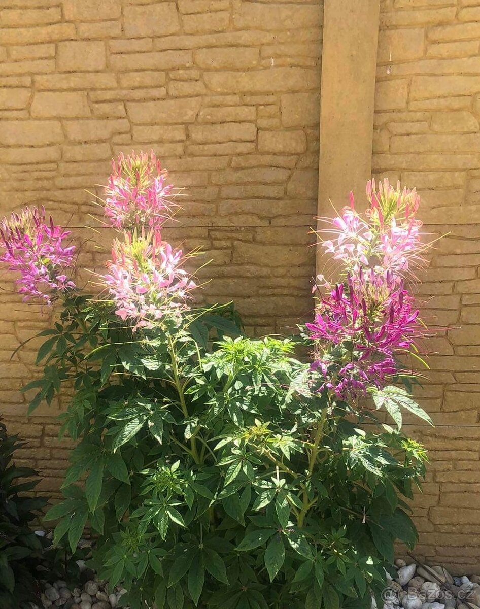 Semena letniček, Ačokčy, dýni Hokaido