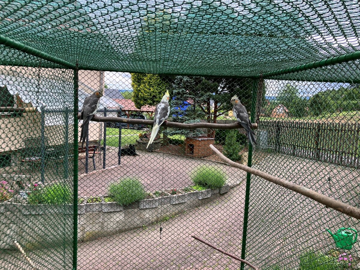 Korela