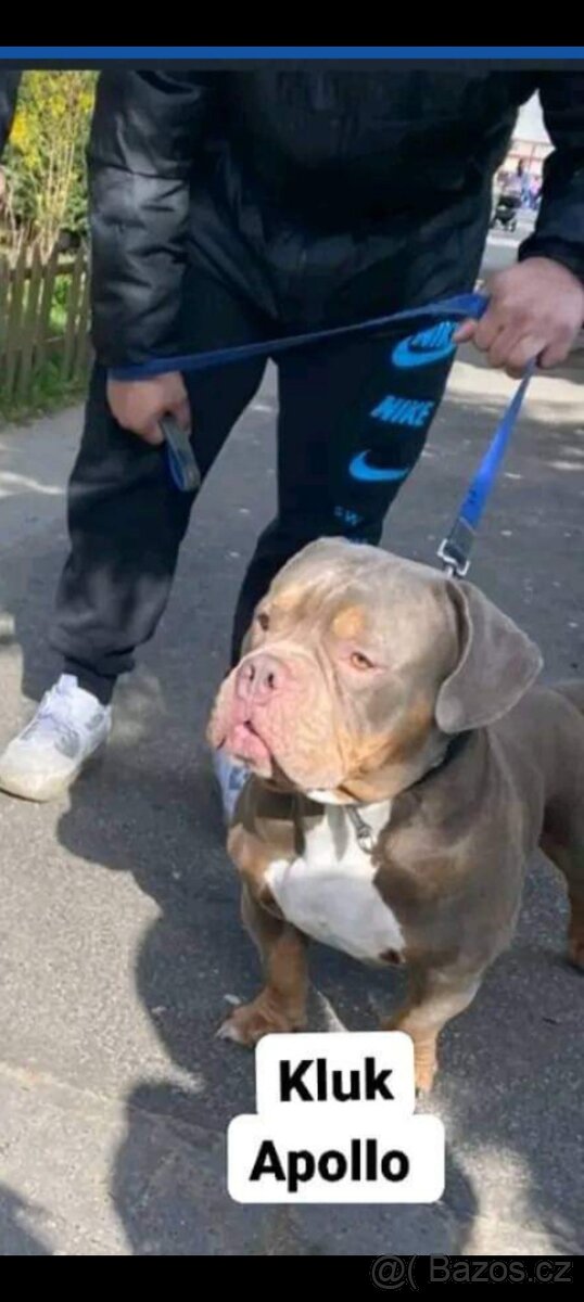 American Bully