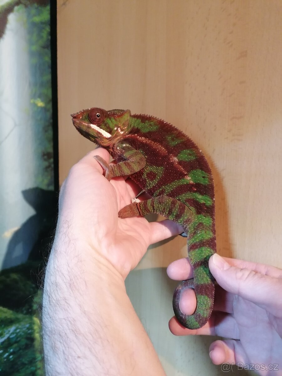 Furcifer Pardalis Sambava