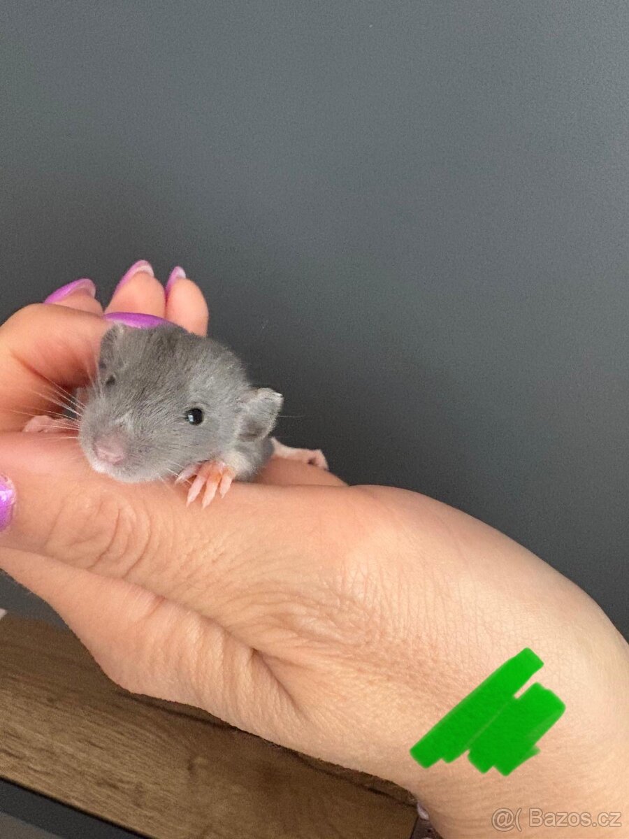 Dumbo potkan