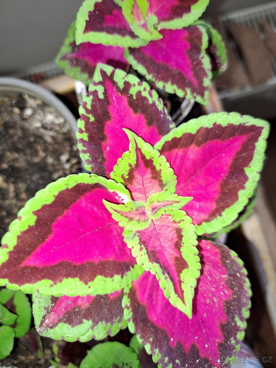 Sazenice okrasných kopřiv,coleus