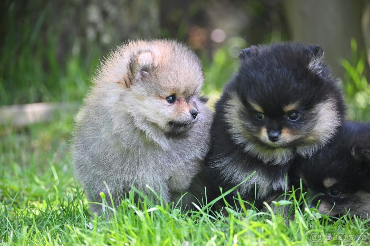 POMERANIAN