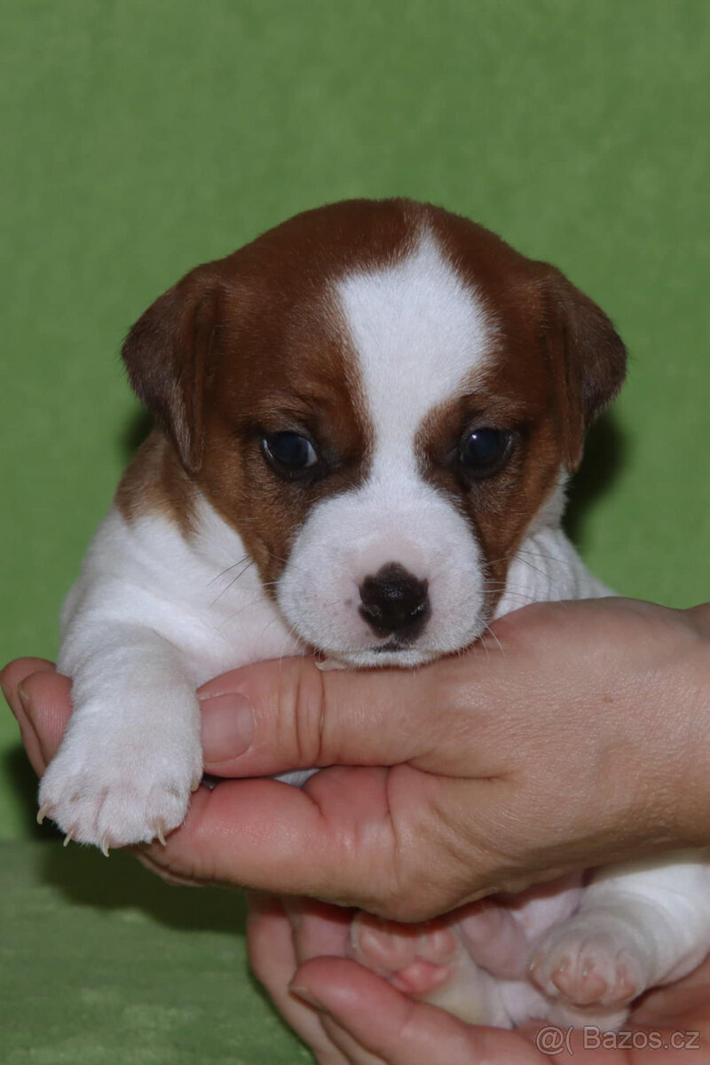 štěňata Jack Russell teriéra s PP