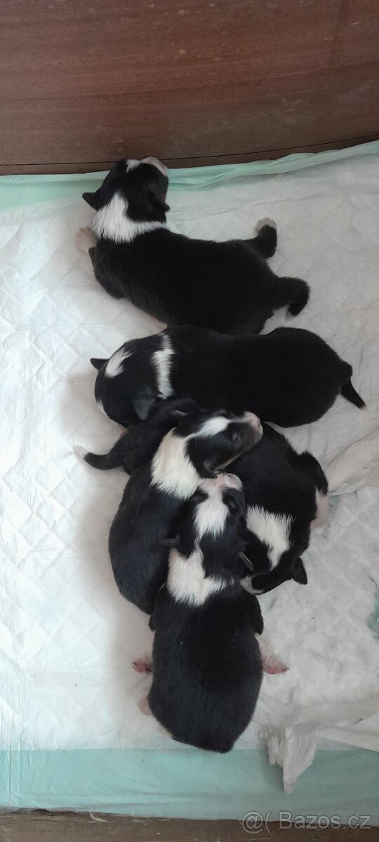 Prodám štěňata Tricolorni sheltie bez PP.