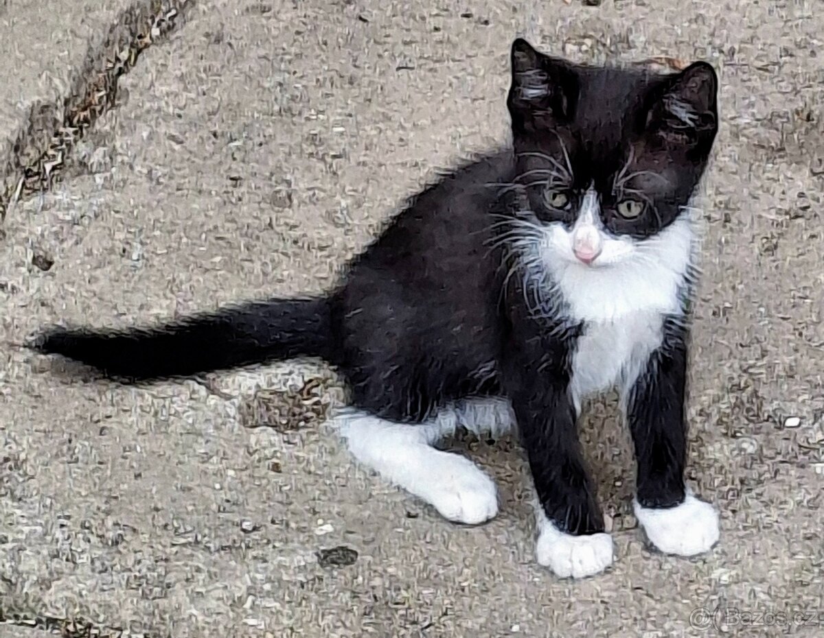 Koťata