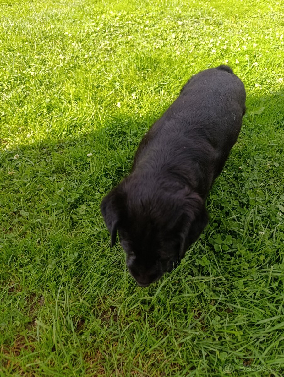 Prodám křížence fenku labrador/retrívr