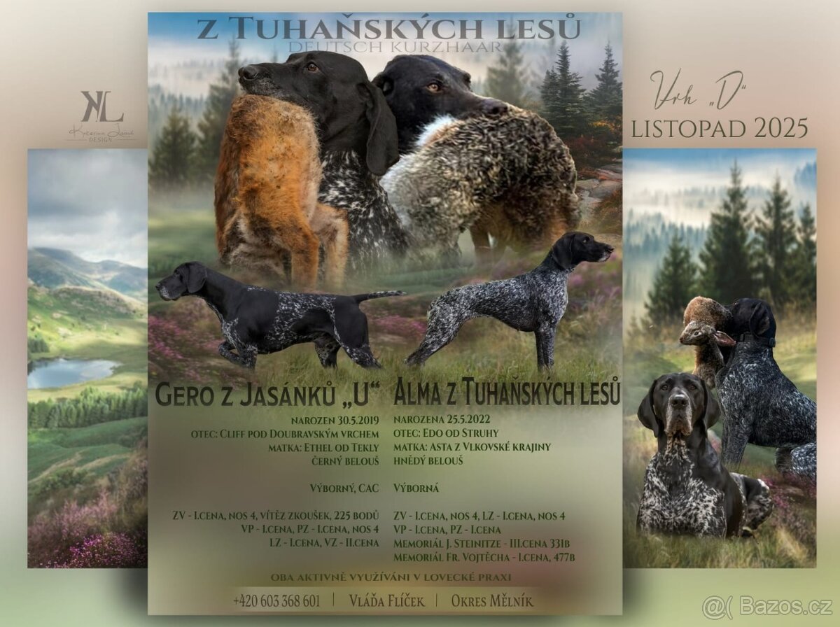 Pes německý krátkosrstý ohař