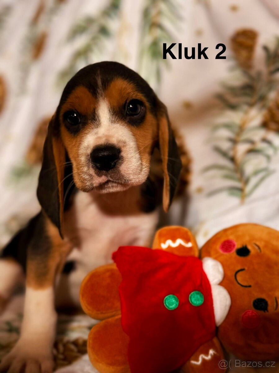 Bígl trikolor, štěňátka