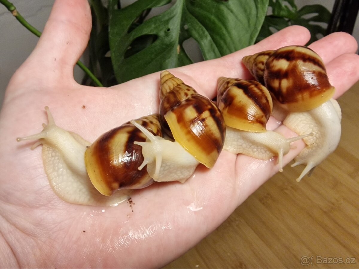 Lissachatina Fulica Albino Body