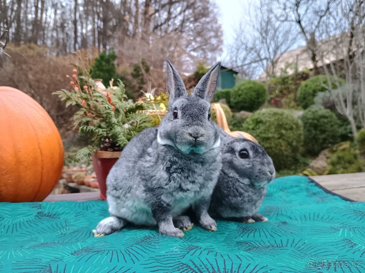 Zakrslý REX činčilový vánoční miminka