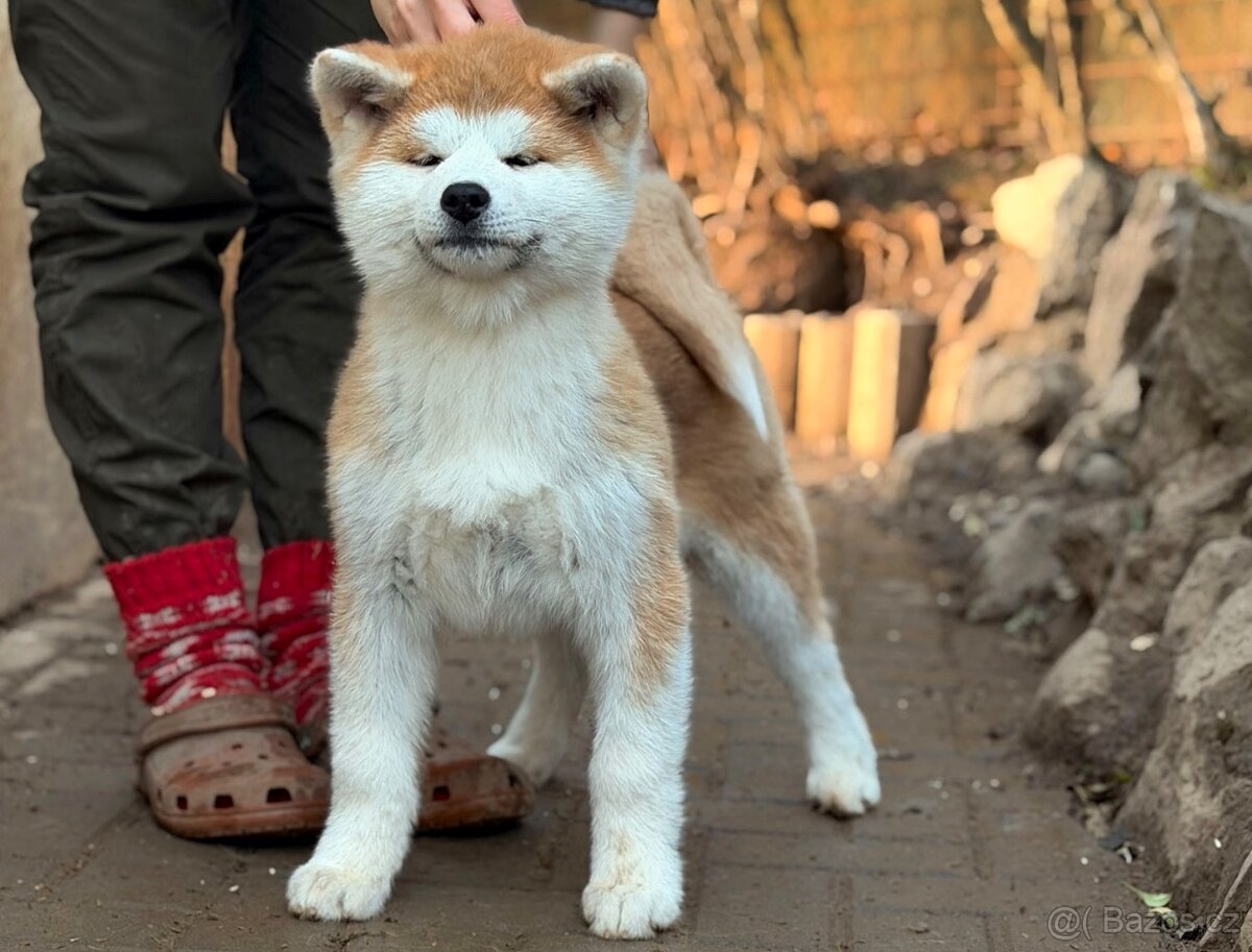 Akita Inu fenka s průkazem původu