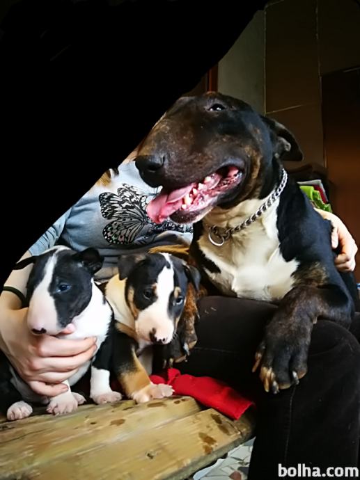 Anglicky bulterier standard