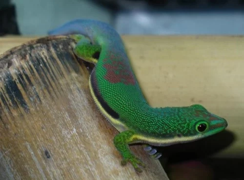 Phelsuma lineata bombetokensis