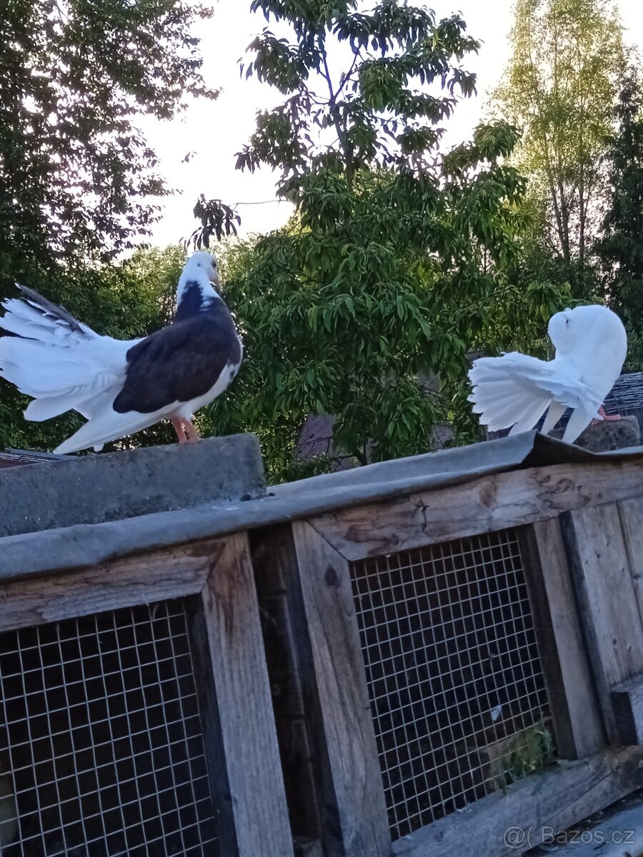 Anglický pávík ( holub,holuby,holoubata)