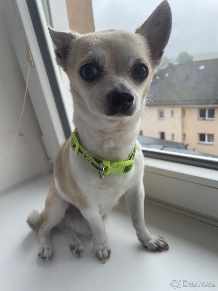 Krytí