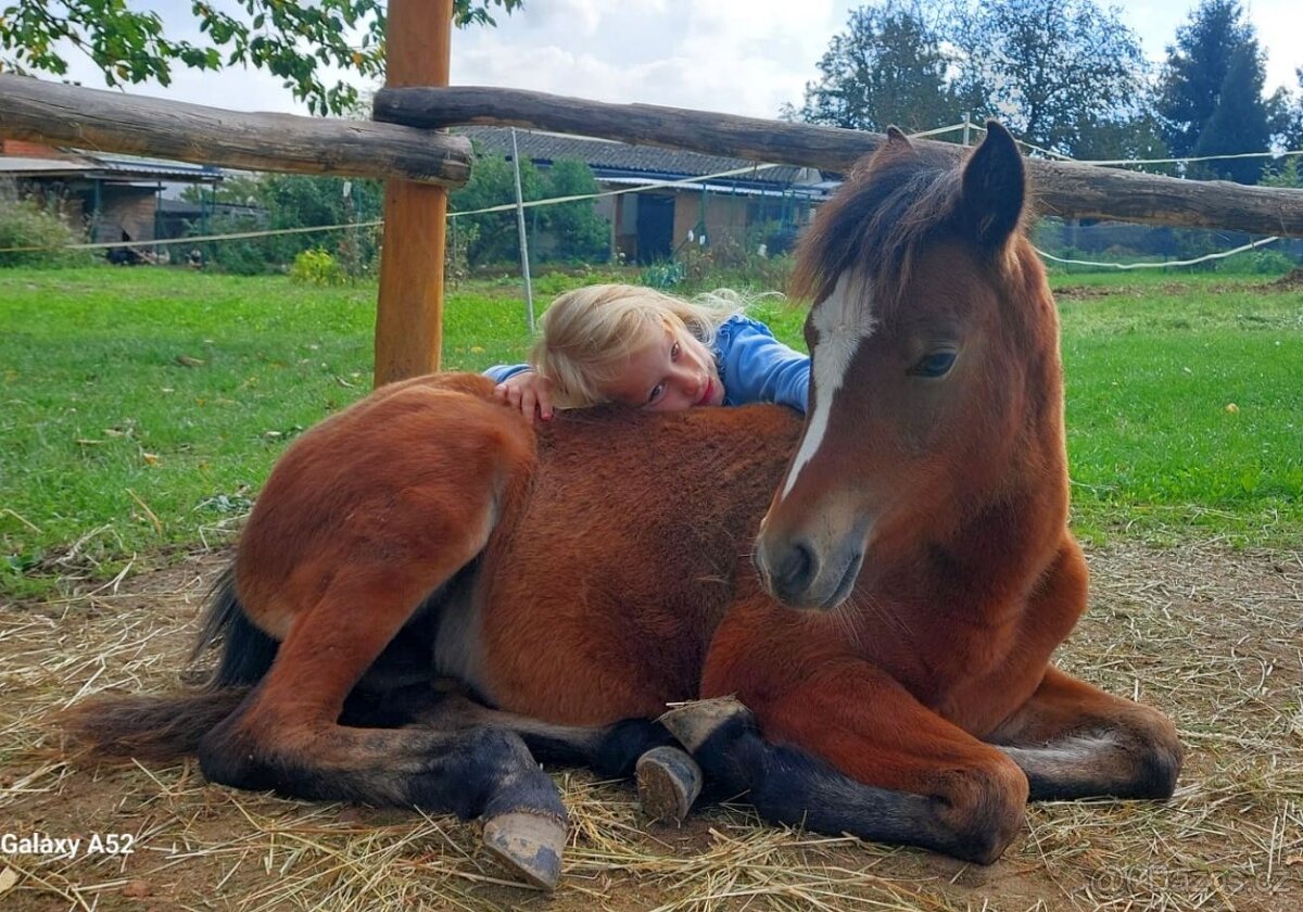 kobylka Welsh pony B